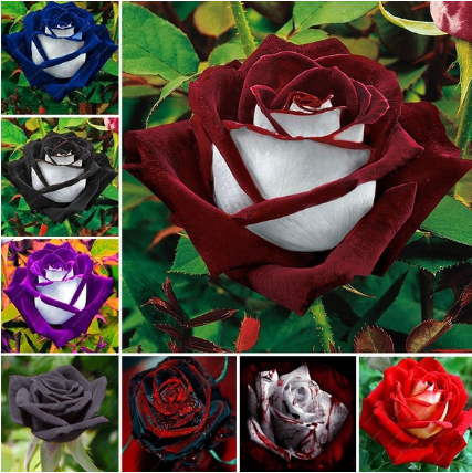 50PCS Black Baccara Hybrid Tea Rose Shrub Flower Perennial Seeds For Home  Garden