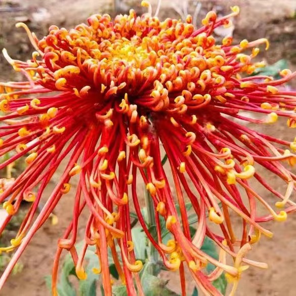 Mixed Spider Mums Flower SeedsOver 20 Colors