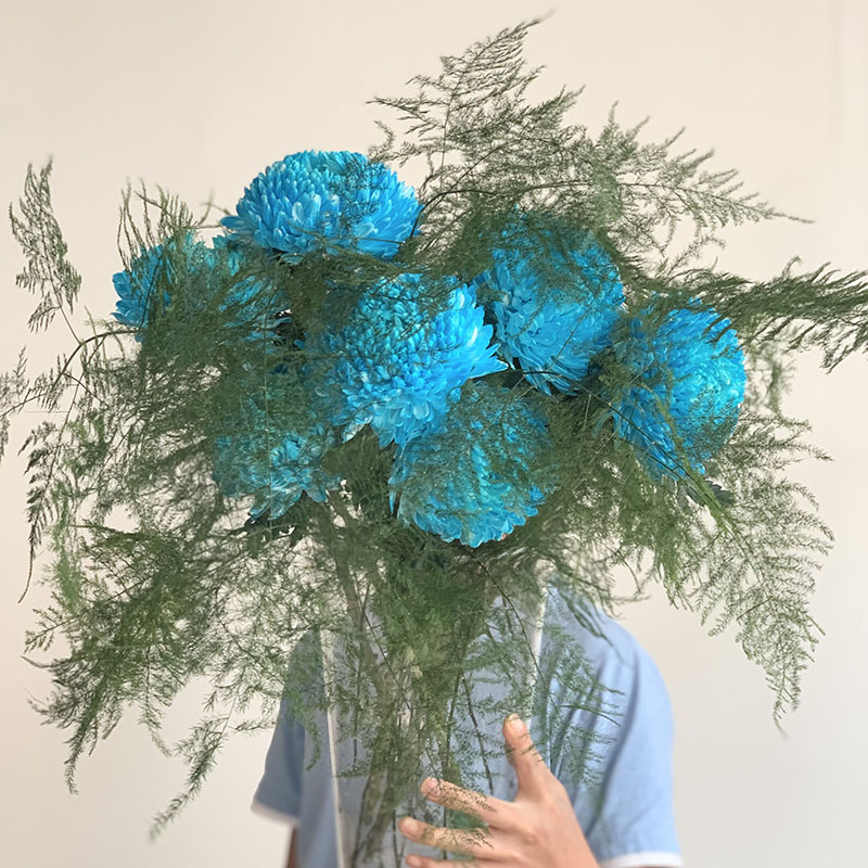 Rare Blue Peony Aster Seeds