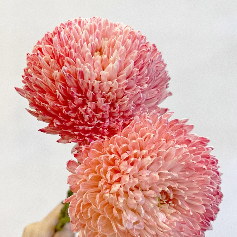 Rare Blue-and-White Porcelain Pink Peony Chrysanthemum Seeds