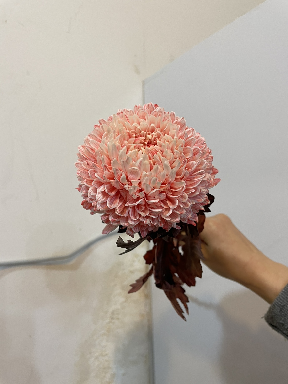 Rare Blue-and-White Porcelain Pink Peony Chrysanthemum Seeds