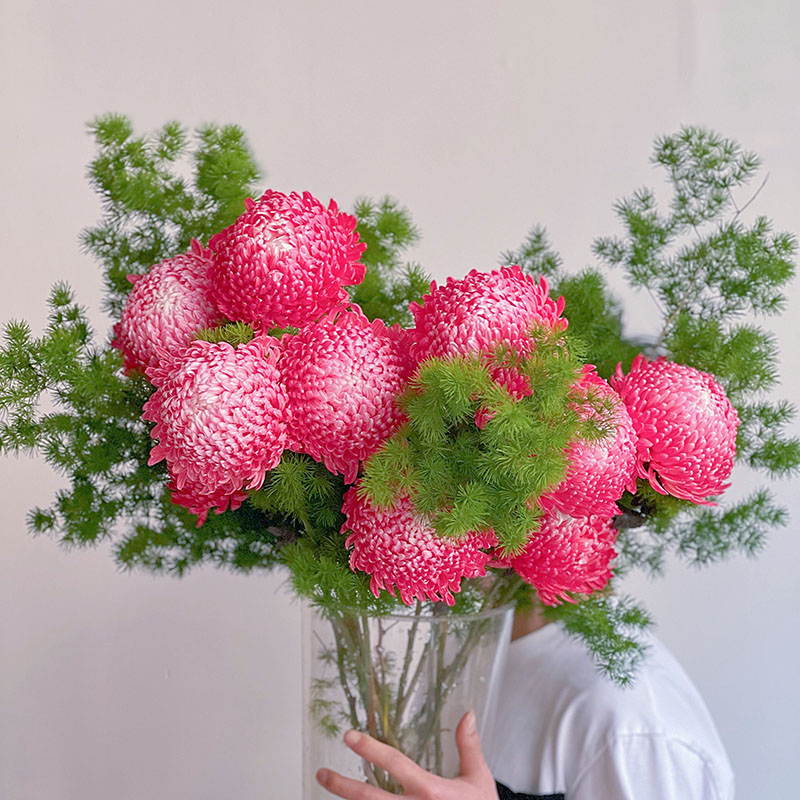 Rare Gradient Red Peony Chrysanthemum Seeds