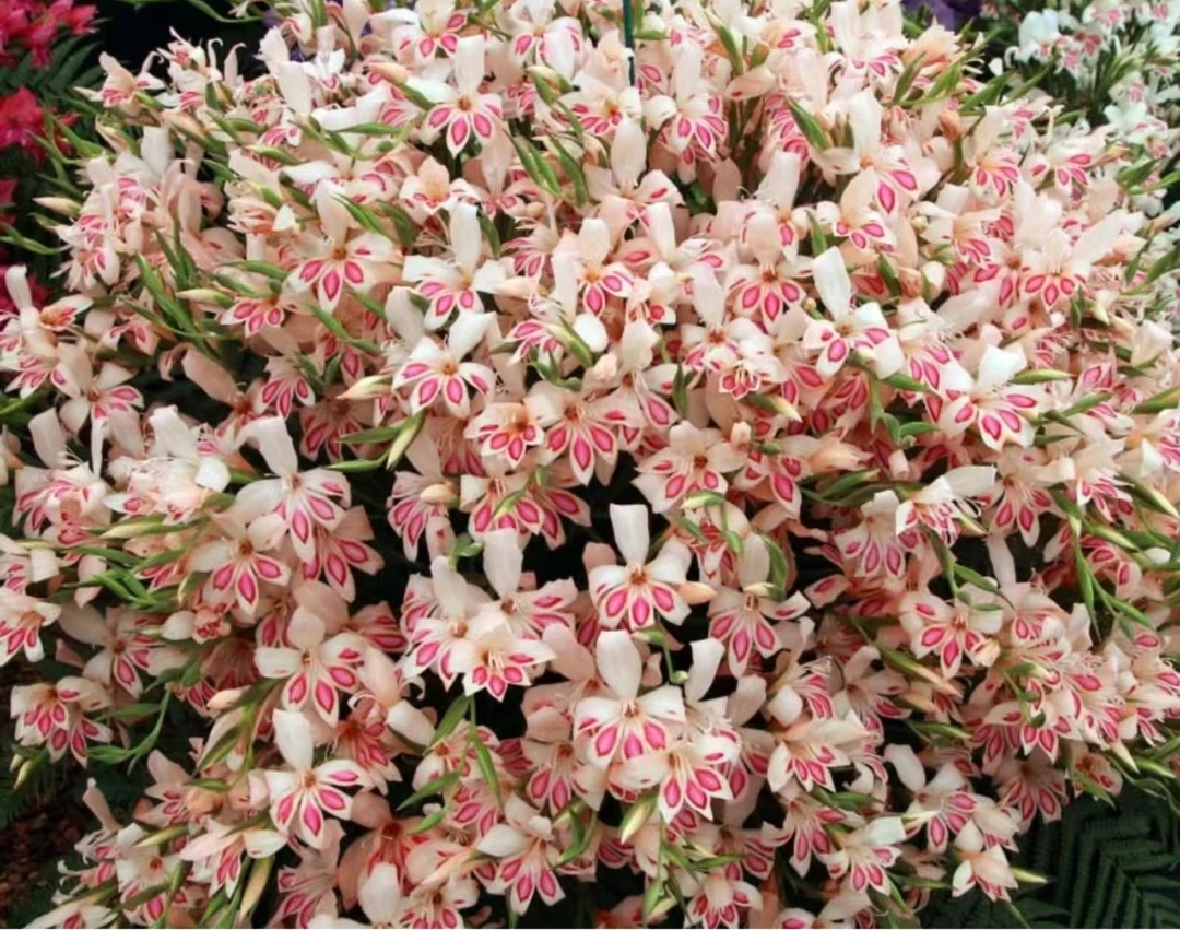 Paw's Gladiolus🌸