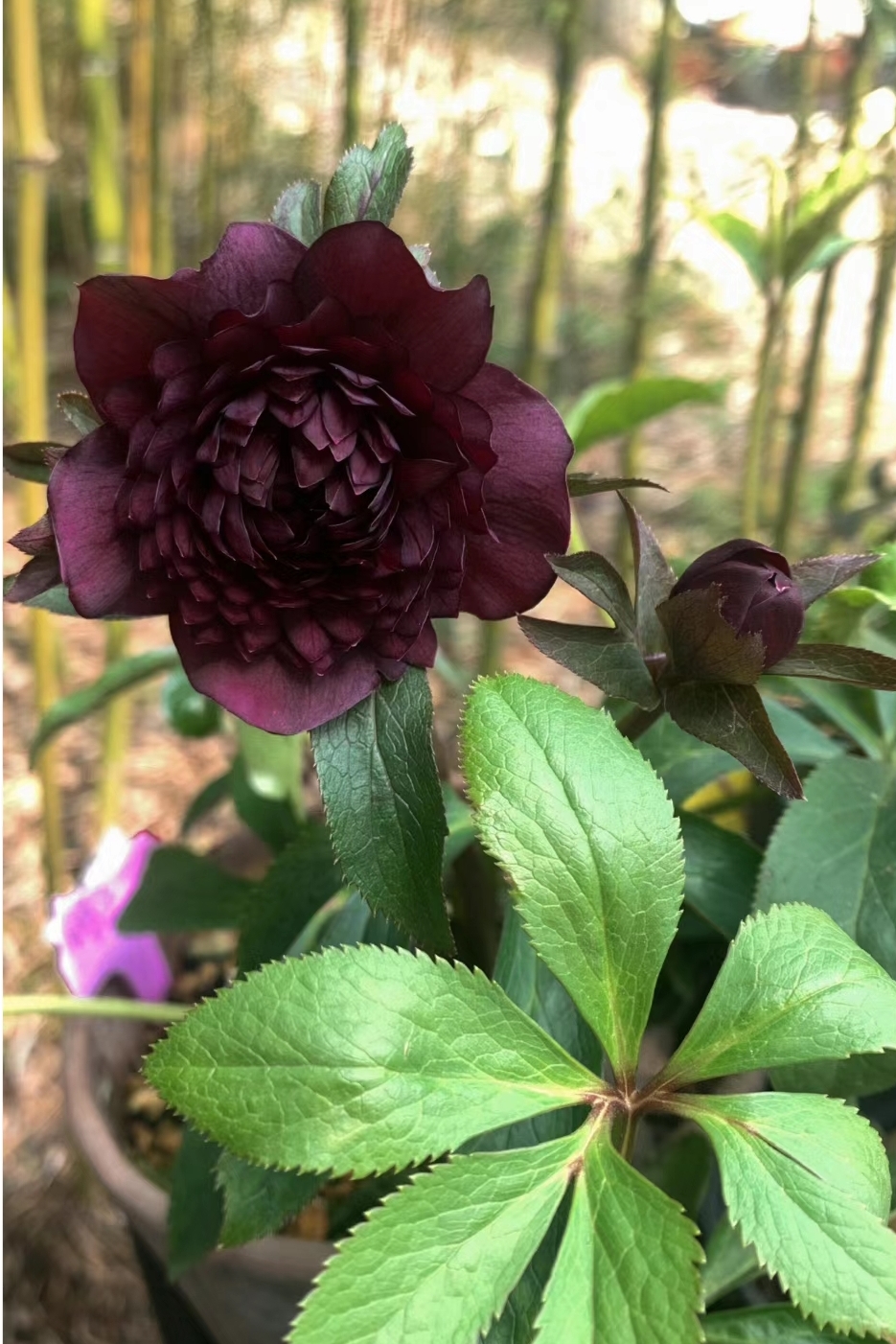 Mysterious Black Bark Double Petal Rose Seeds