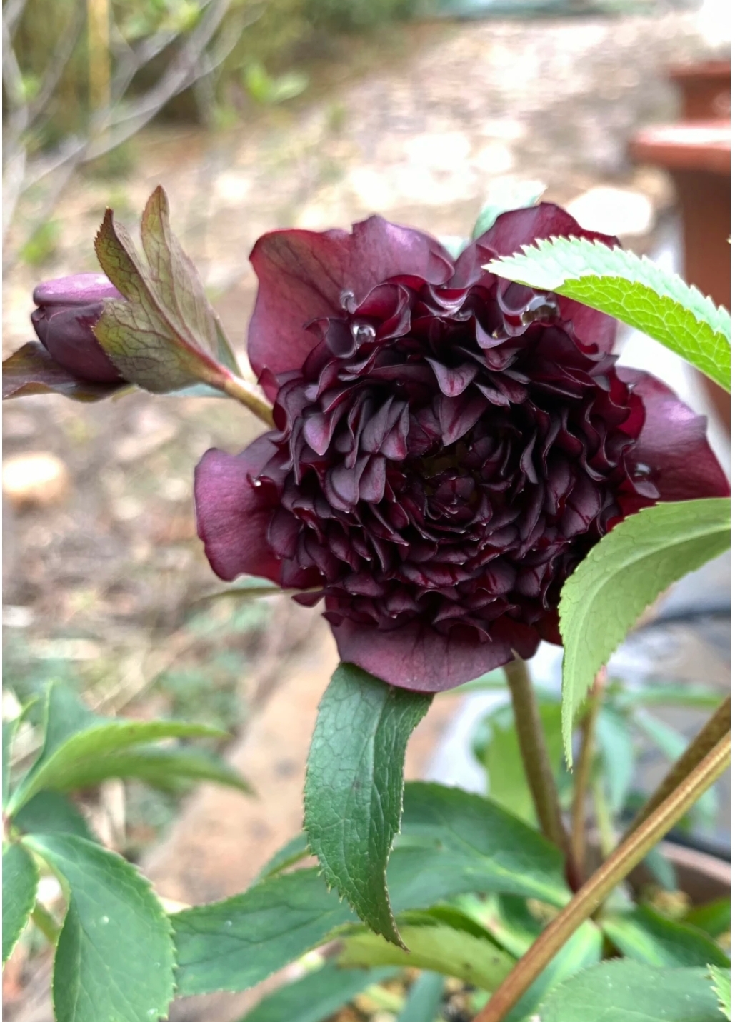 Mysterious Black Bark Double Petal Rose Seeds