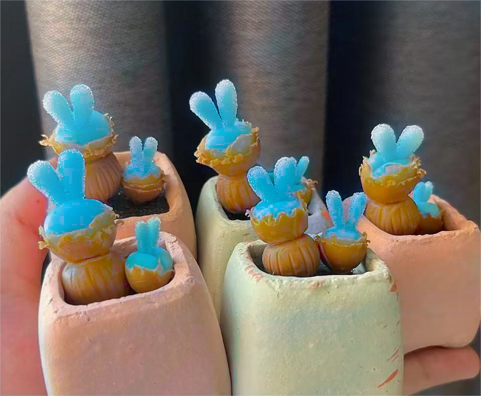 Blue Rabbit Ear Succulent seeds, Rare succulent