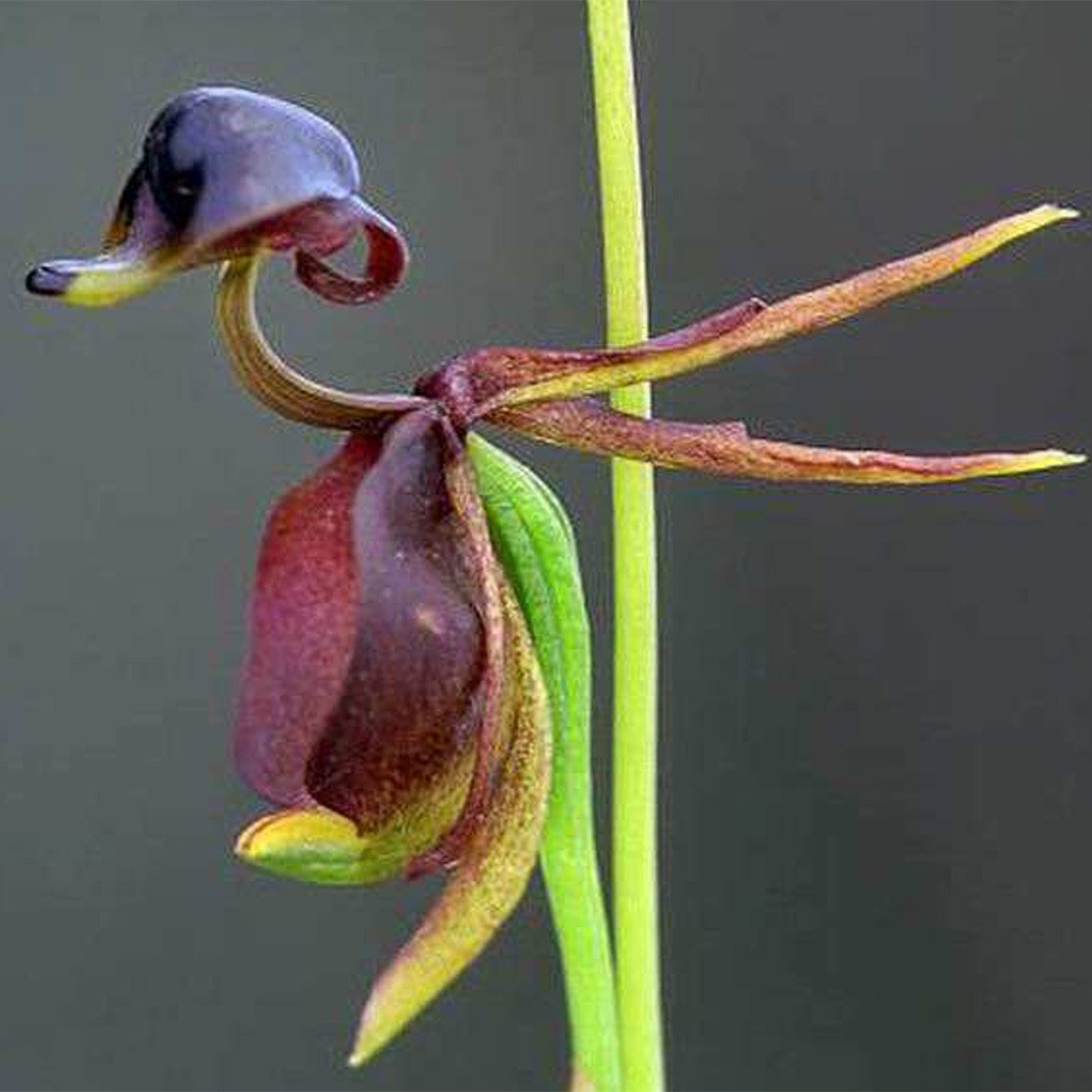 Flying Duck Orchid Seeds – Grow Your Own Rare and Unique Purple Duck Orchids! 🌿🦆