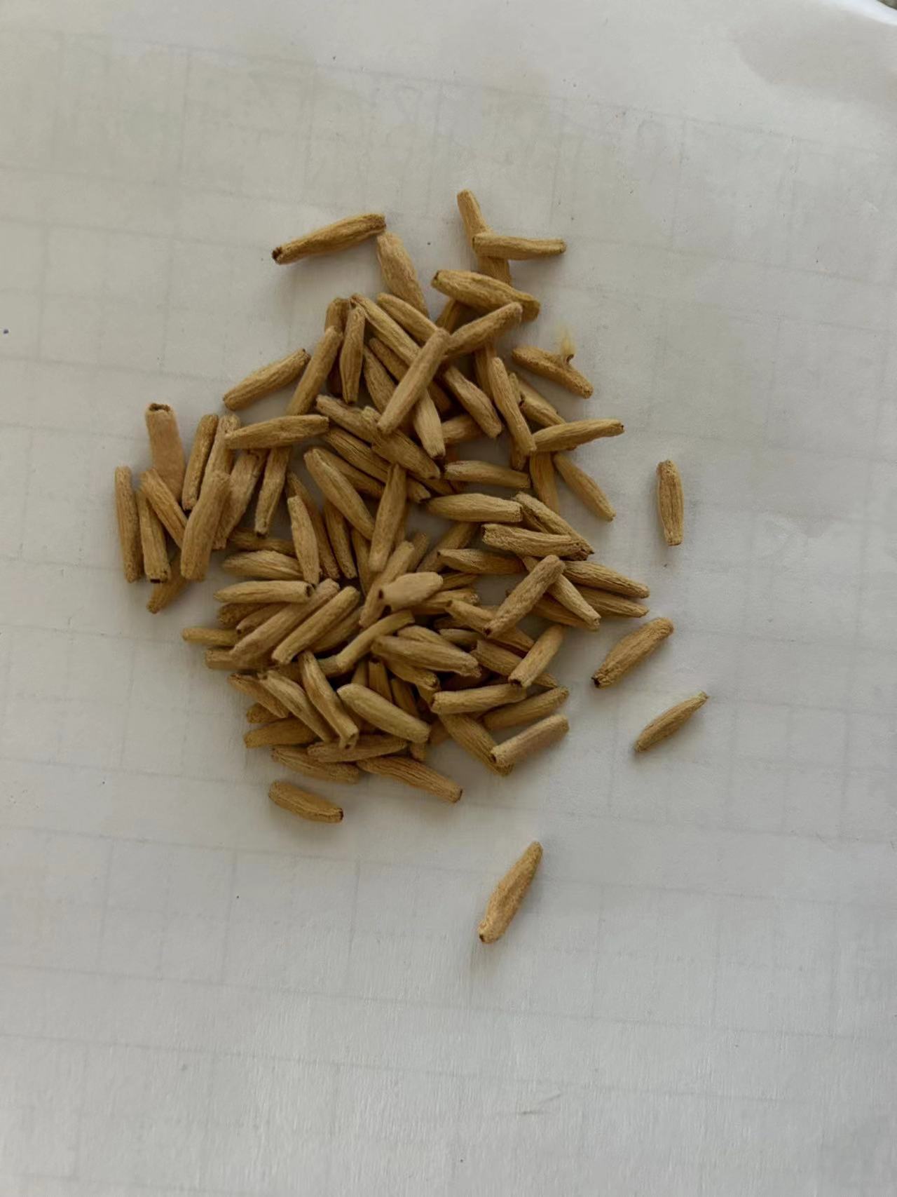  Desert Rose Grace - 5 Seeds-