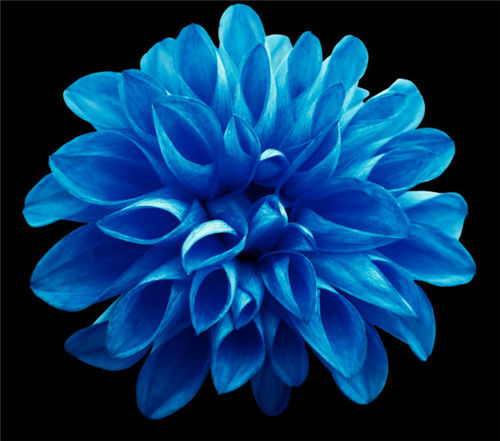 Blue Fireball Dahlia Seeds