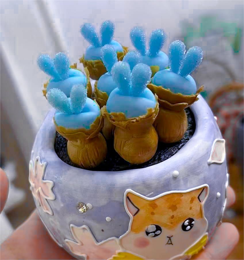 Blue Rabbit Ear Succulent seeds, Rare succulent