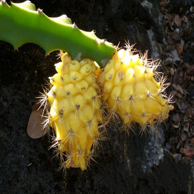 Egrow 50 Pcs/Pack Yellow Pitahaya Seeds Dragon Fruit Hylocereus Undatus Fruit Seeds