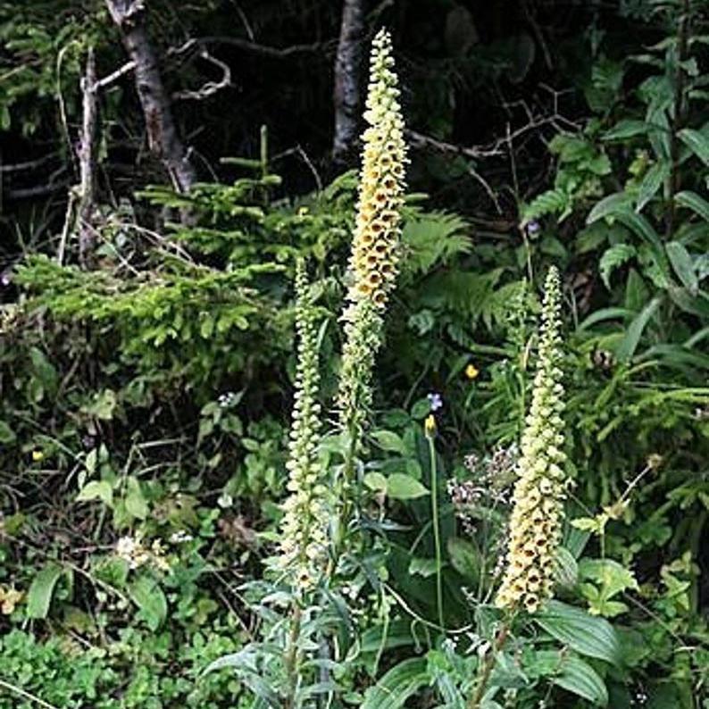 RUSTY FOXGLOVE Hummingbird Flower Digitalis Ferruginea Yellow Herald S