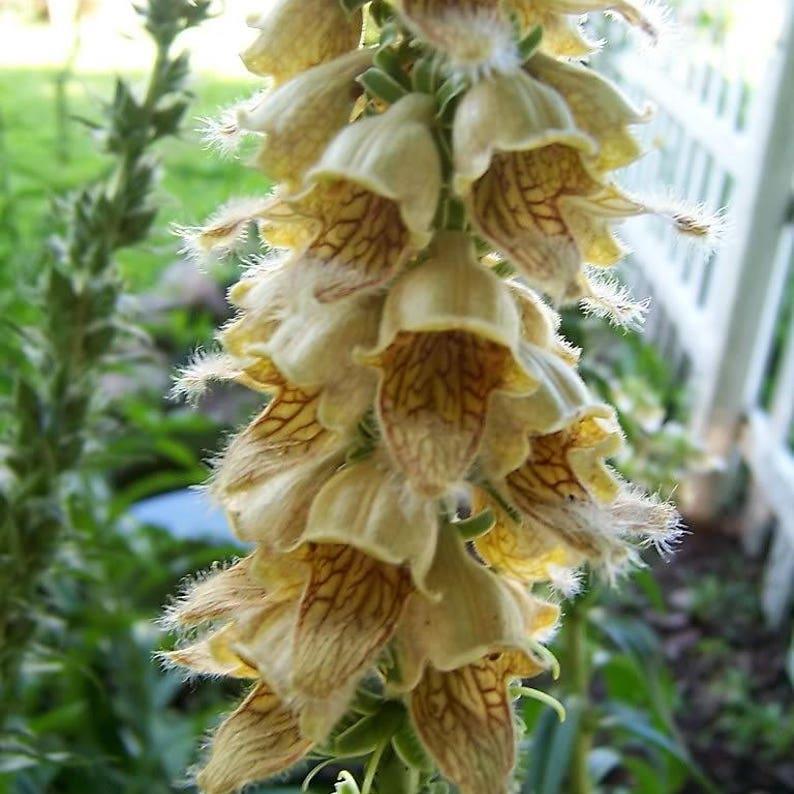 RUSTY FOXGLOVE Hummingbird Flower Digitalis Ferruginea Yellow Herald S
