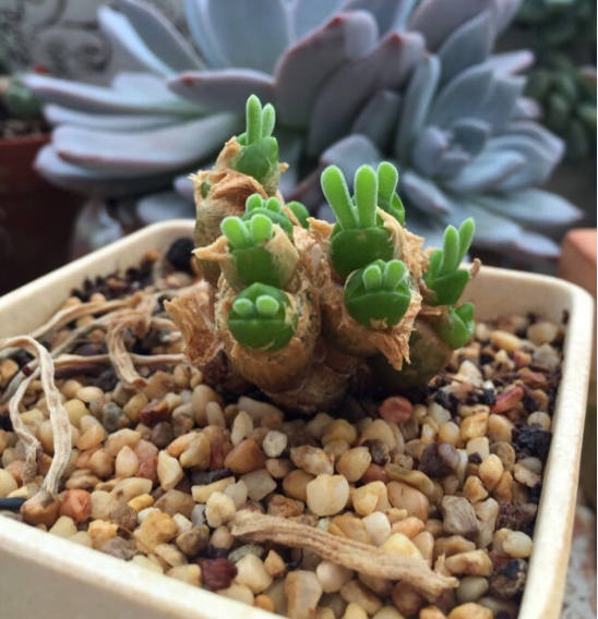 Monilaria moniliforme, Rare succulent, 10 seeds
