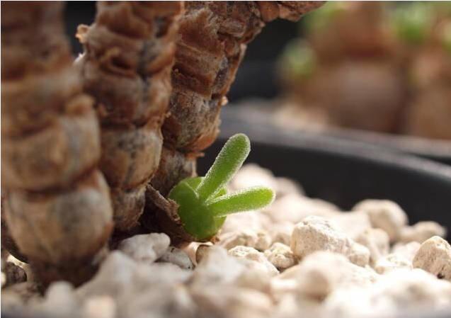 Monilaria moniliforme, Rare succulent, 10 seeds