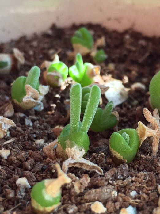 Monilaria moniliforme, Rare succulent, 10 seeds