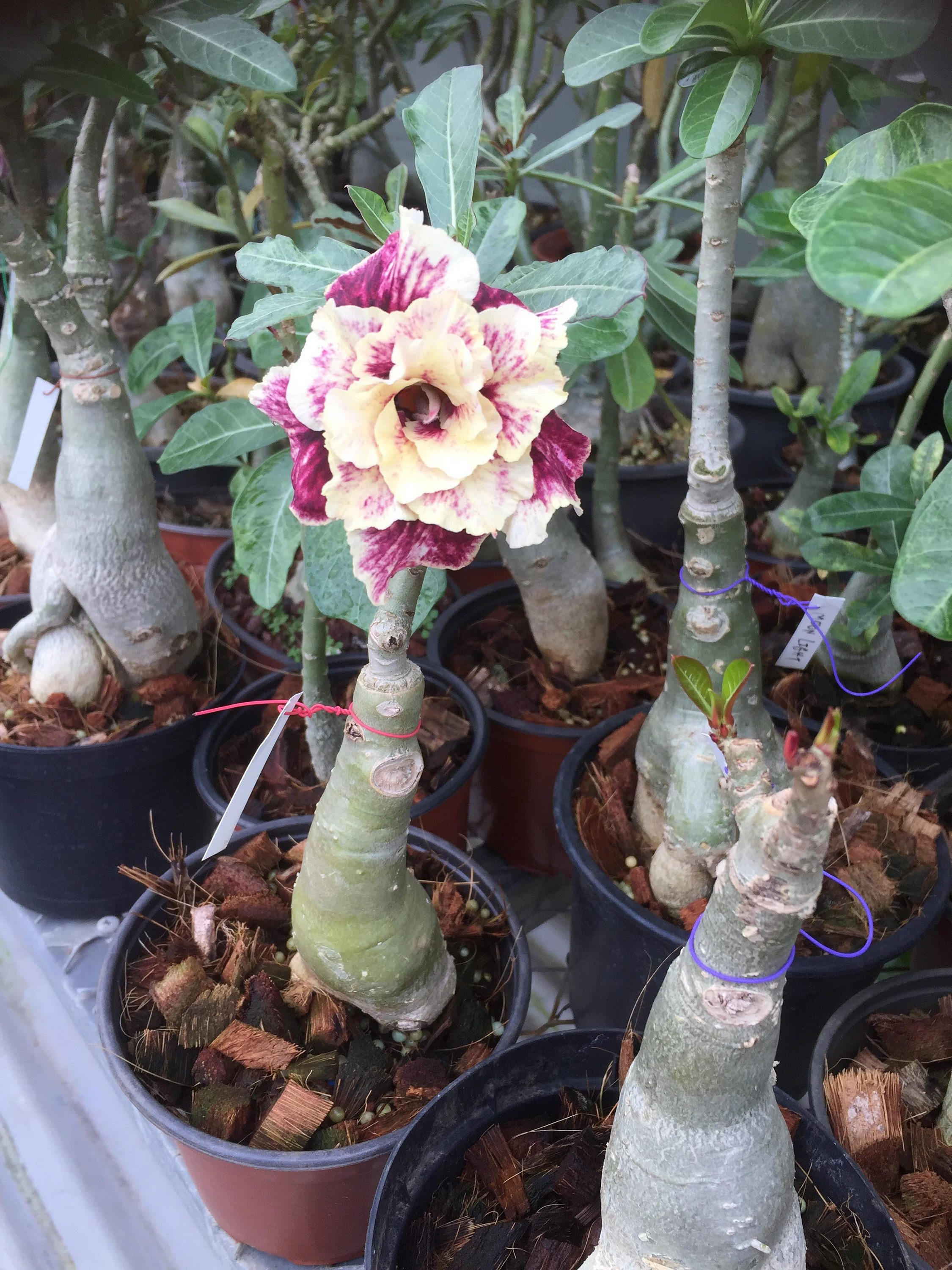 Golden Year Desert Rose