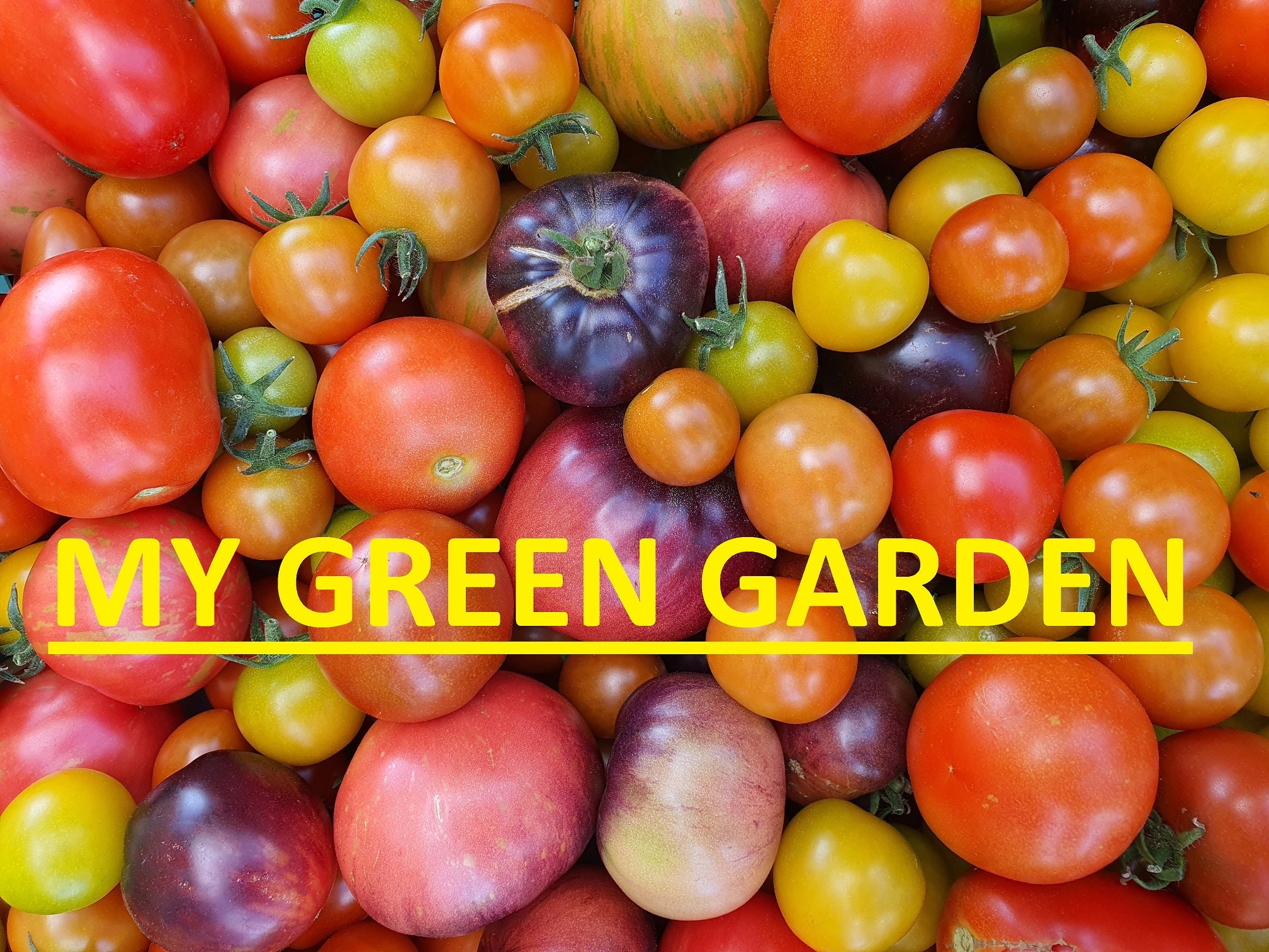 Black Krim Tomato Seeds