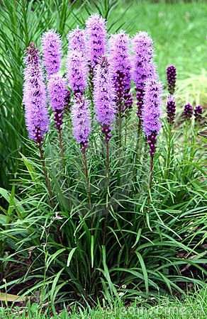 Prairie Blazing Star