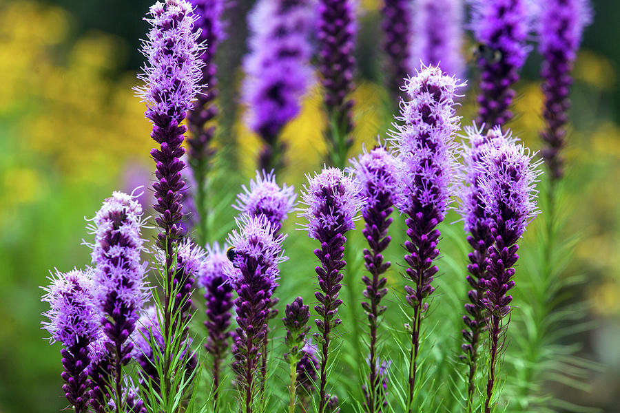 Prairie Blazing Star