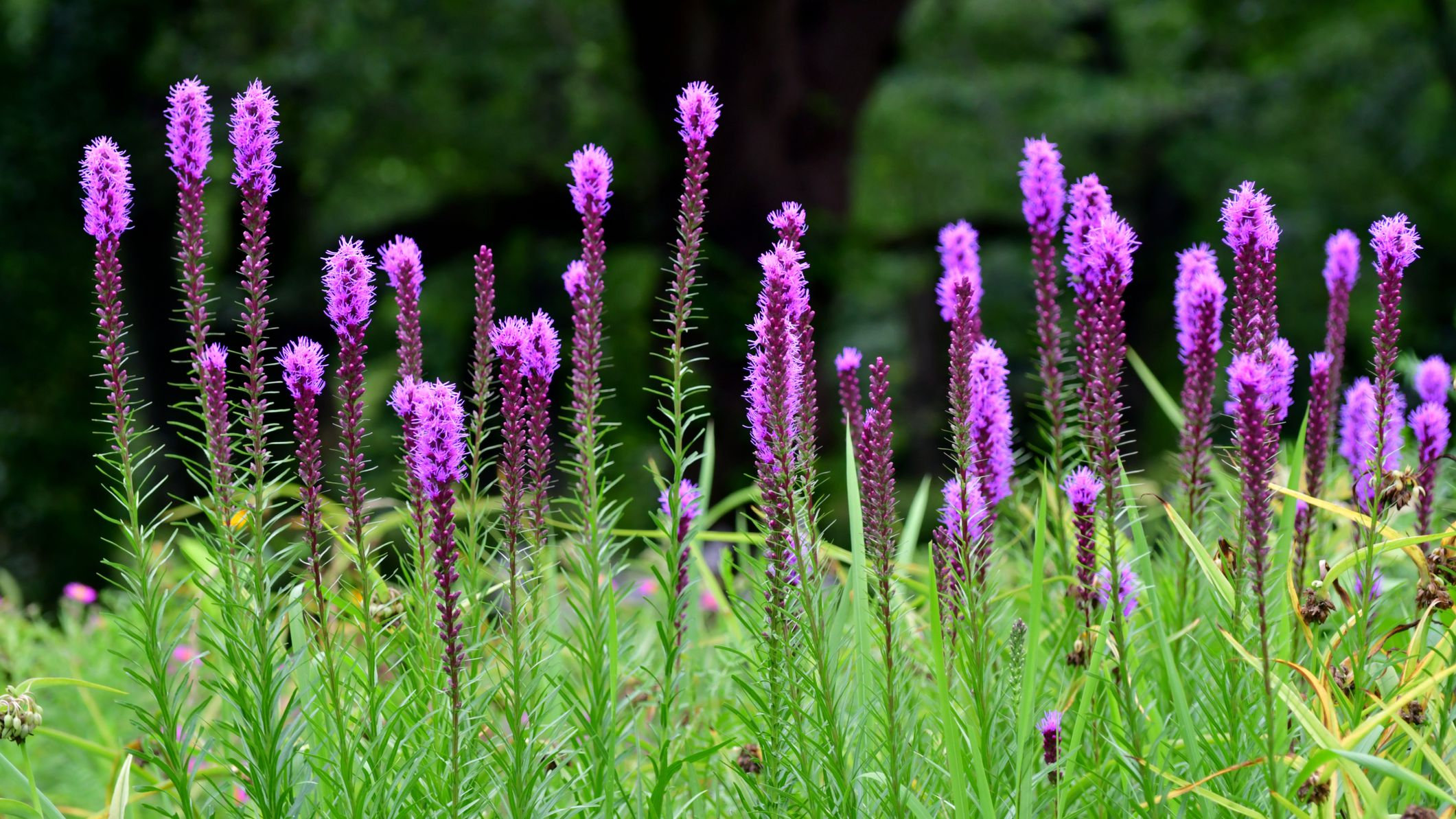 Prairie Blazing Star