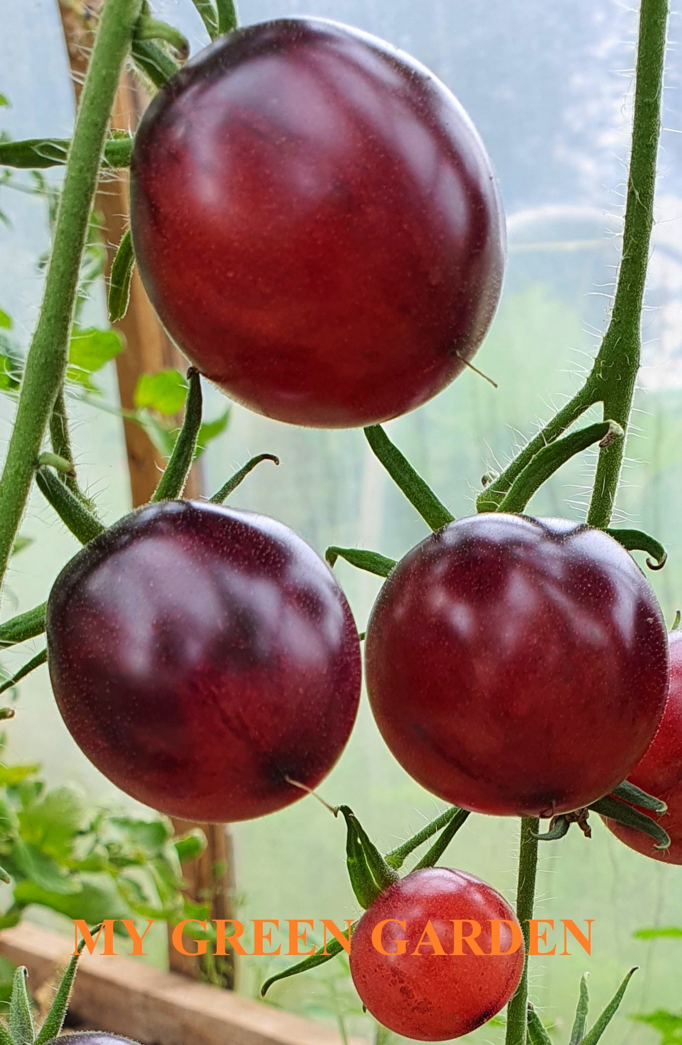 Black Krim Tomato Seeds