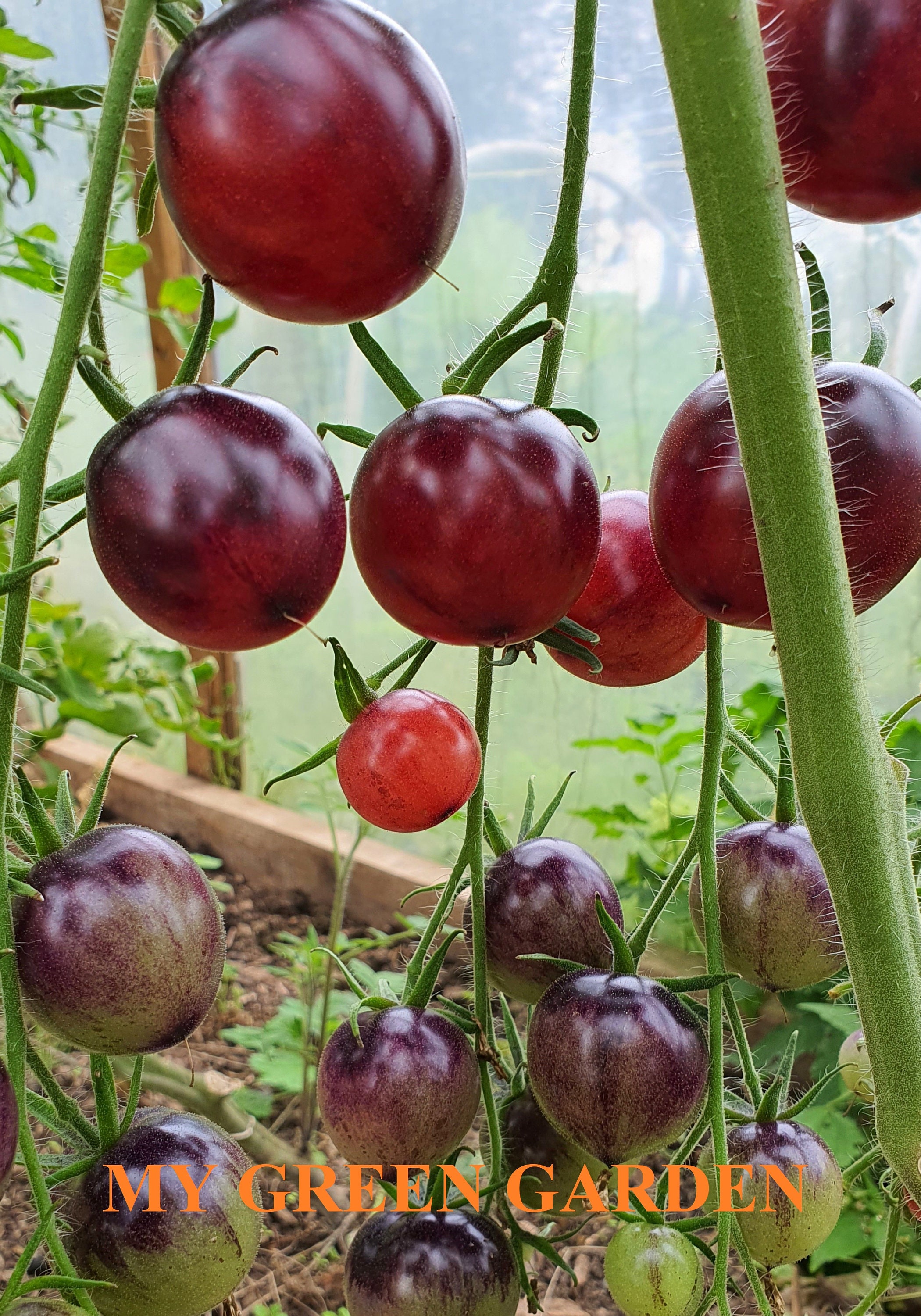 Black Krim Tomato Seeds