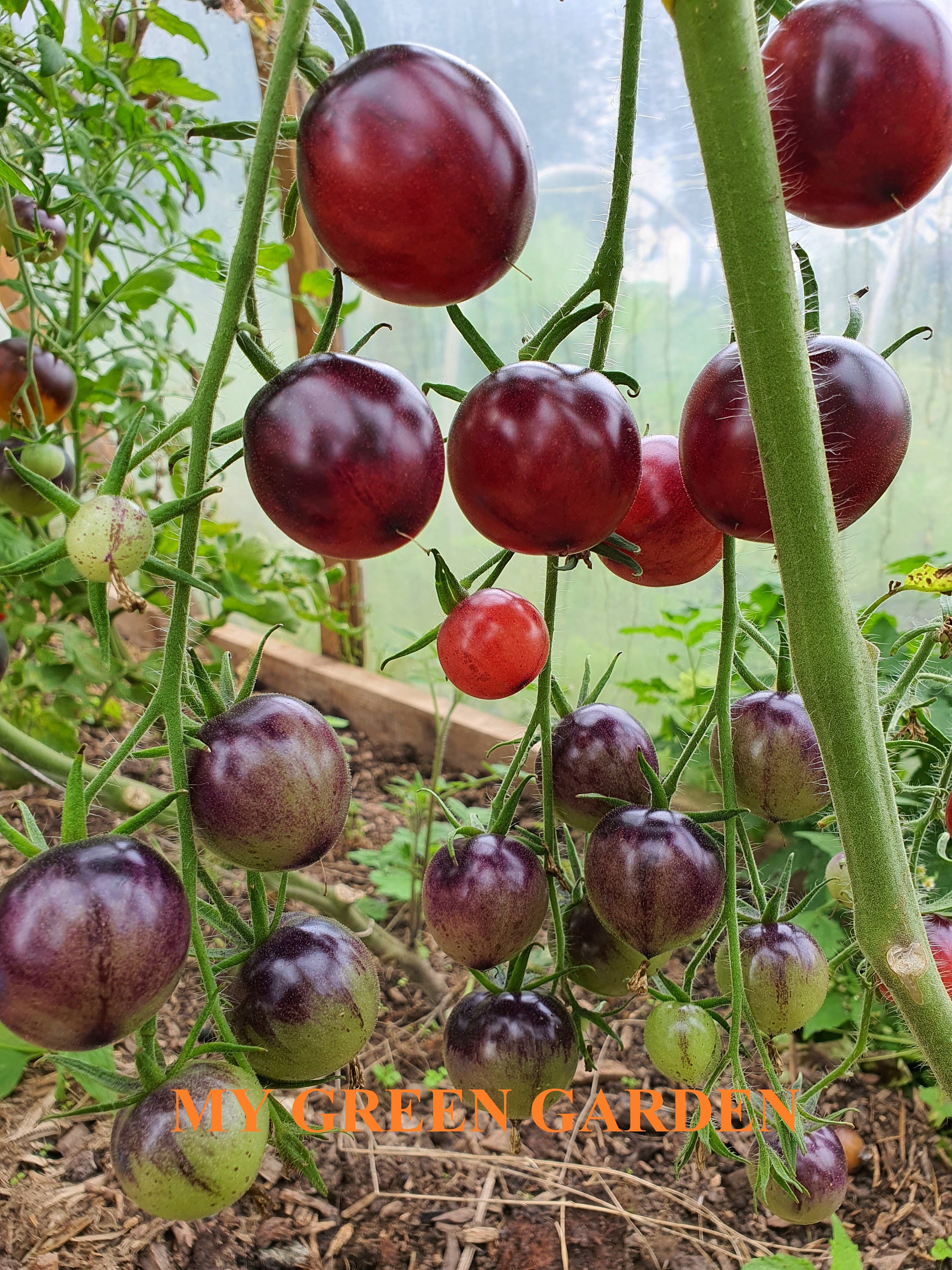 Black Krim Tomato Seeds
