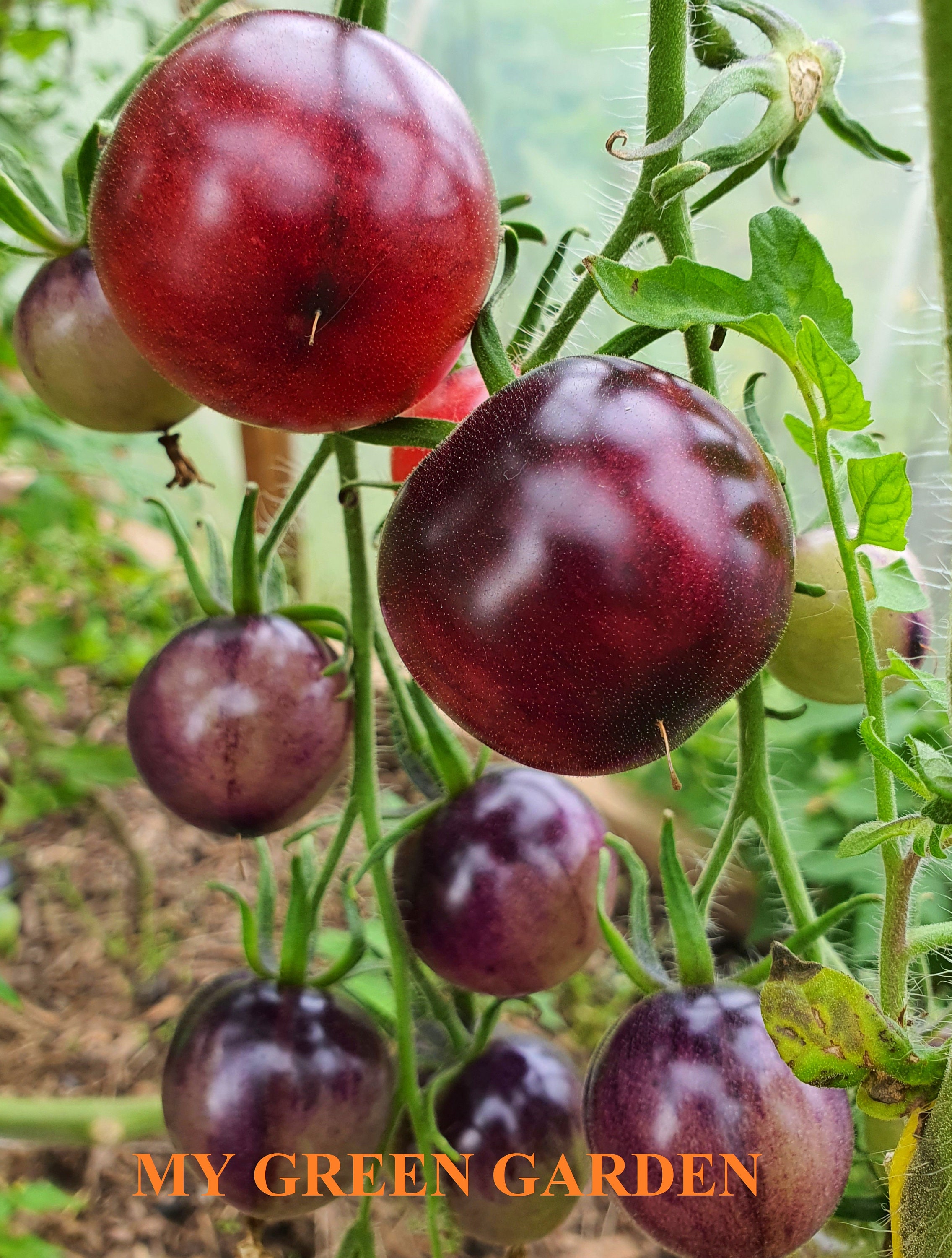 Black Krim Tomato Seeds