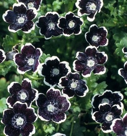  Penny Black Nemophila Seeds, Gothic Garden