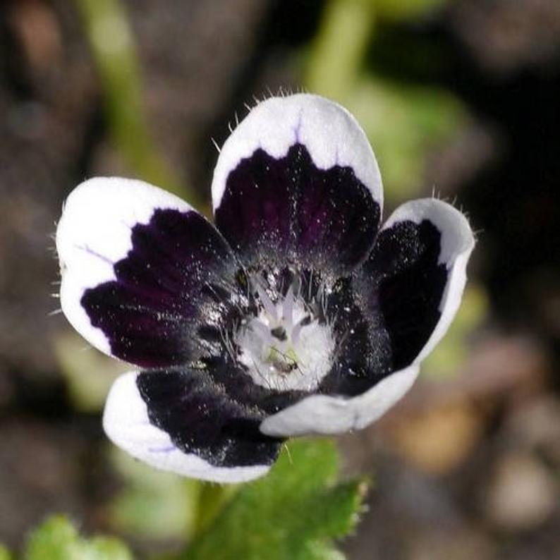 Penny Black Nemophila Seeds, Gothic Garden