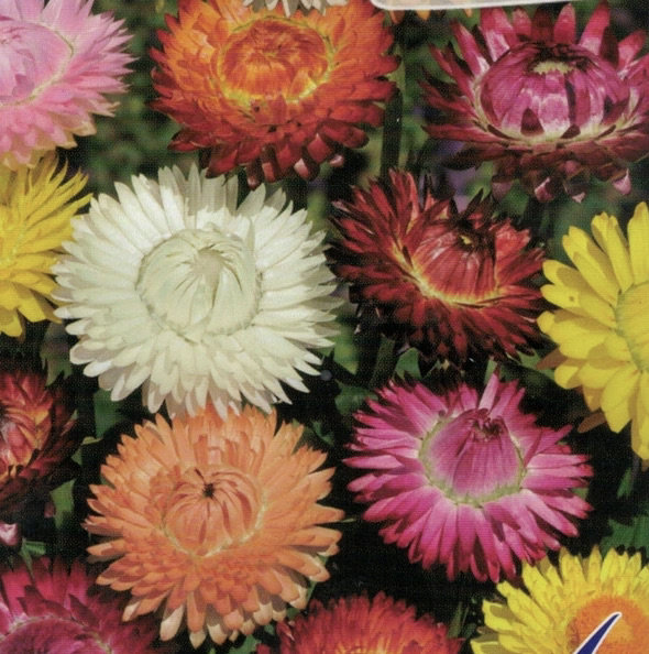 100 Seeds-Mixed Strawflowers Helichrysum Flower Seeds-Everlasting Daisy