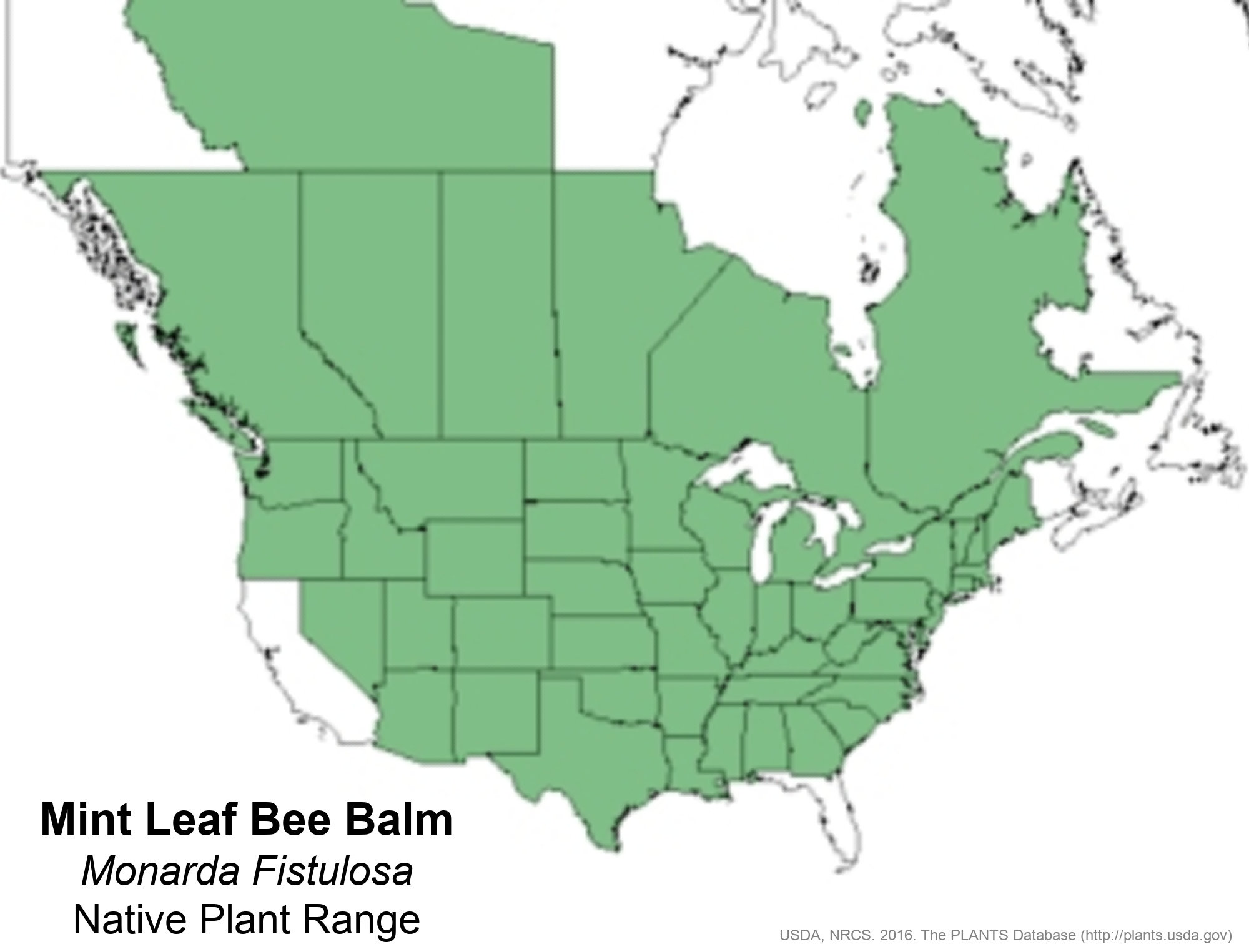 Mintleaf Bee Balm (Monarda Fistulosa)