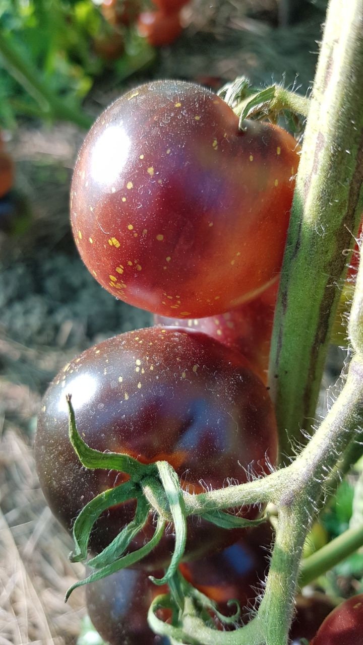 Black Krim Tomato Seeds