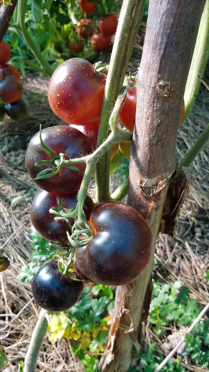 Black Krim Tomato Seeds