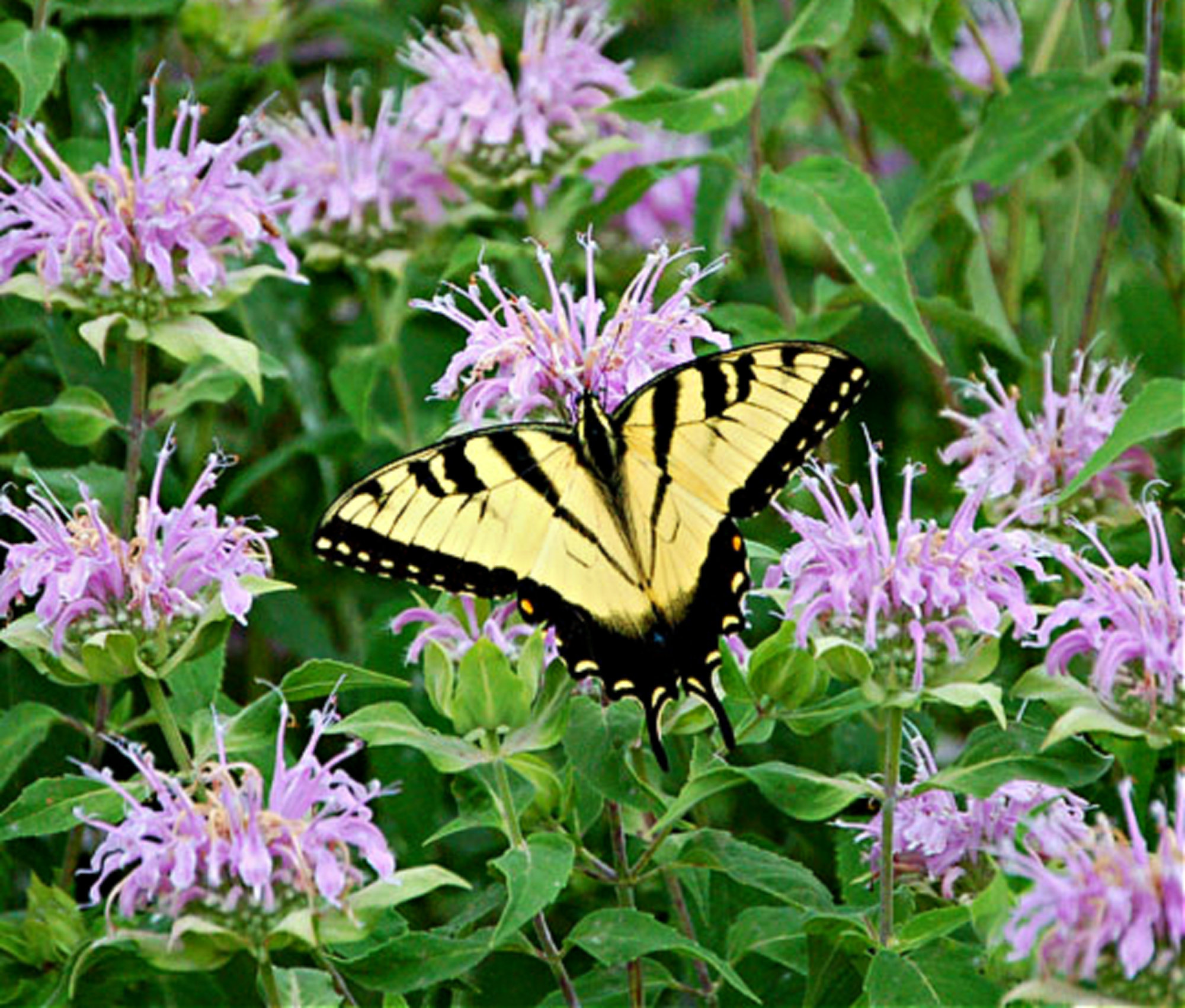 Mintleaf Bee Balm (Monarda Fistulosa)