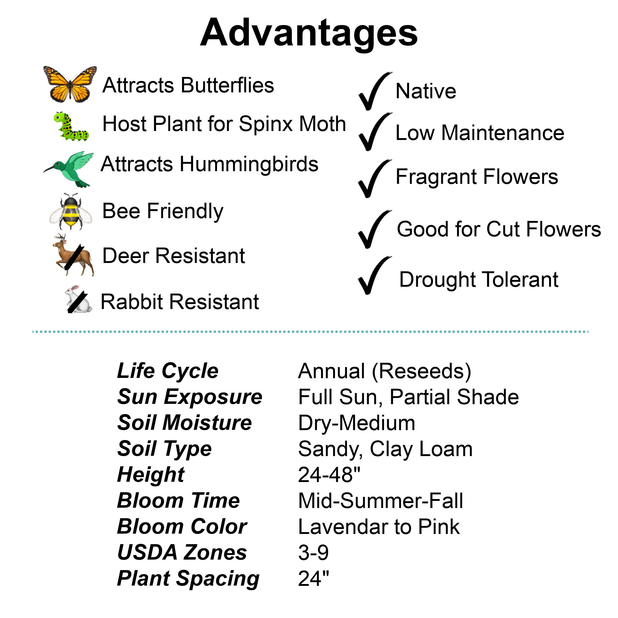 Mintleaf Bee Balm (Monarda Fistulosa)