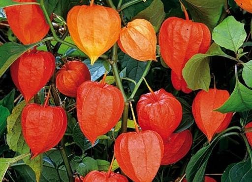 Physalis alkekengi，Strawberry groundcherry，Winter Ground Cherry - Chinese Lantern