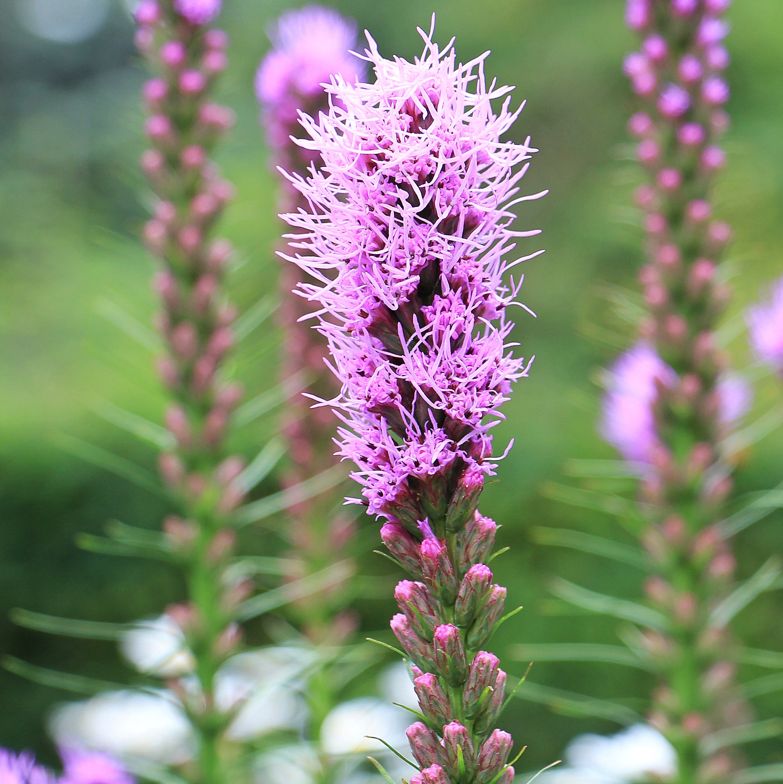 Prairie Blazing Star