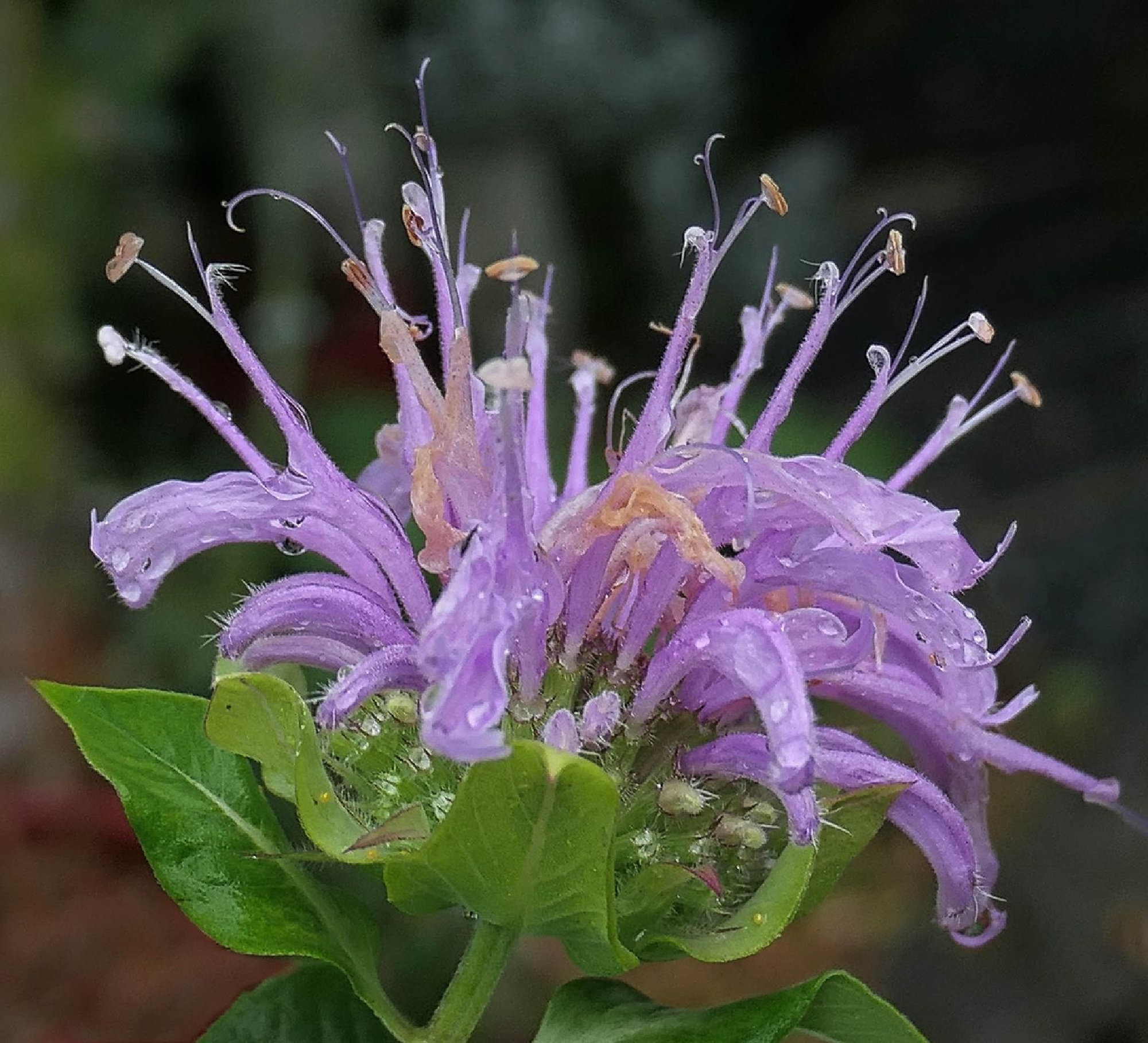 Mintleaf Bee Balm (Monarda Fistulosa)