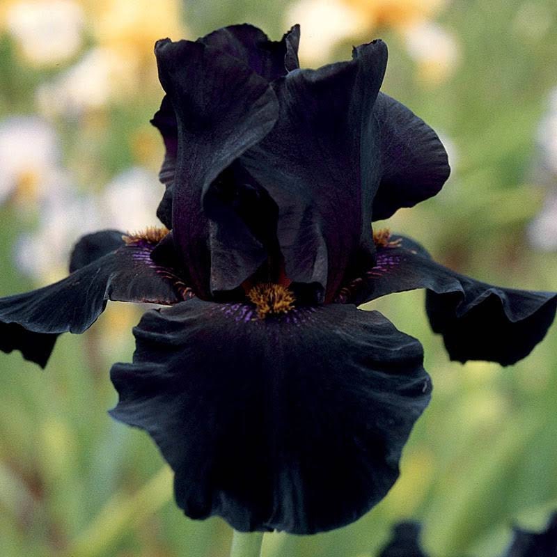 SIBERIAN IRIS ROOTS (FALL-PLANTED) - BLACK FLOWERED