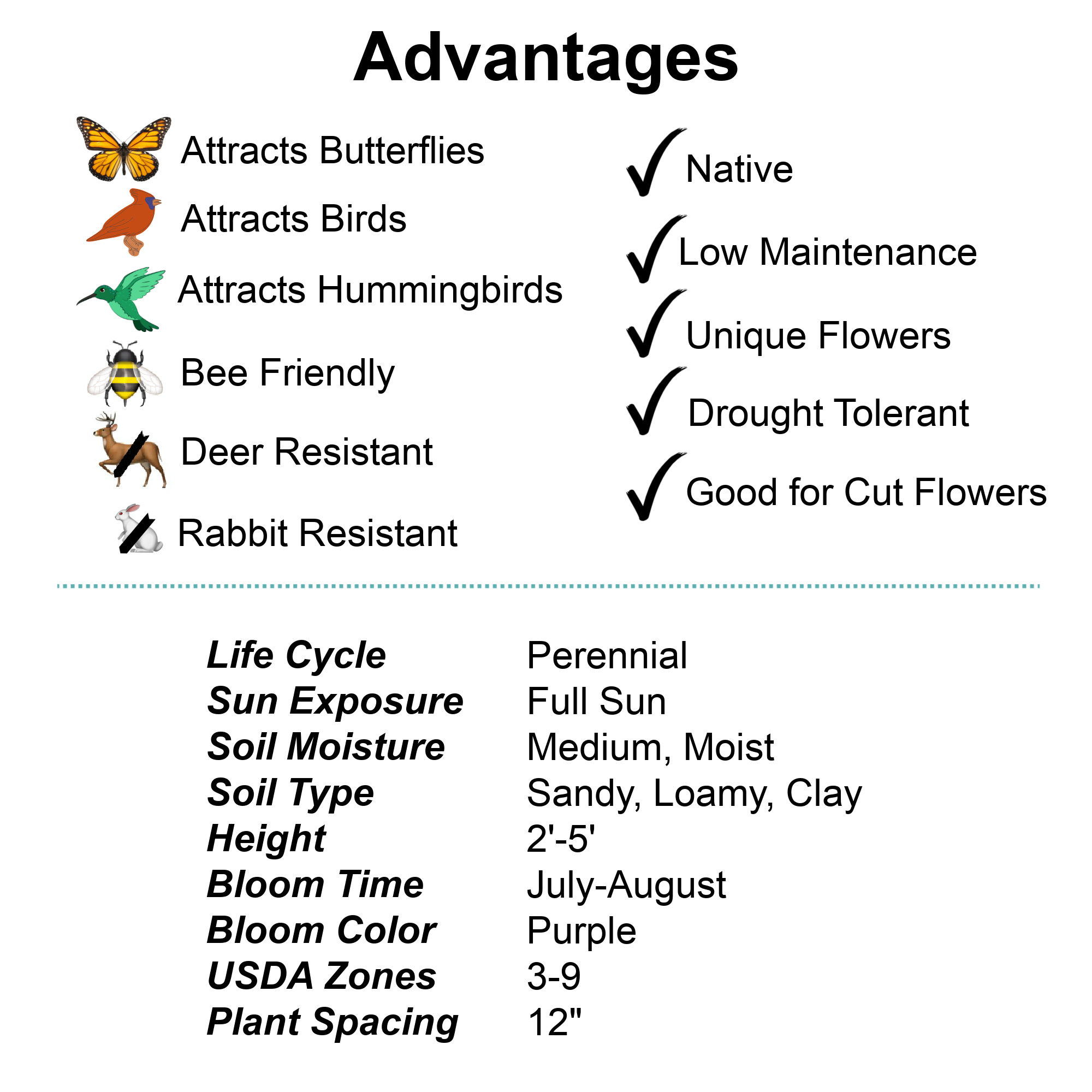 Prairie Blazing Star