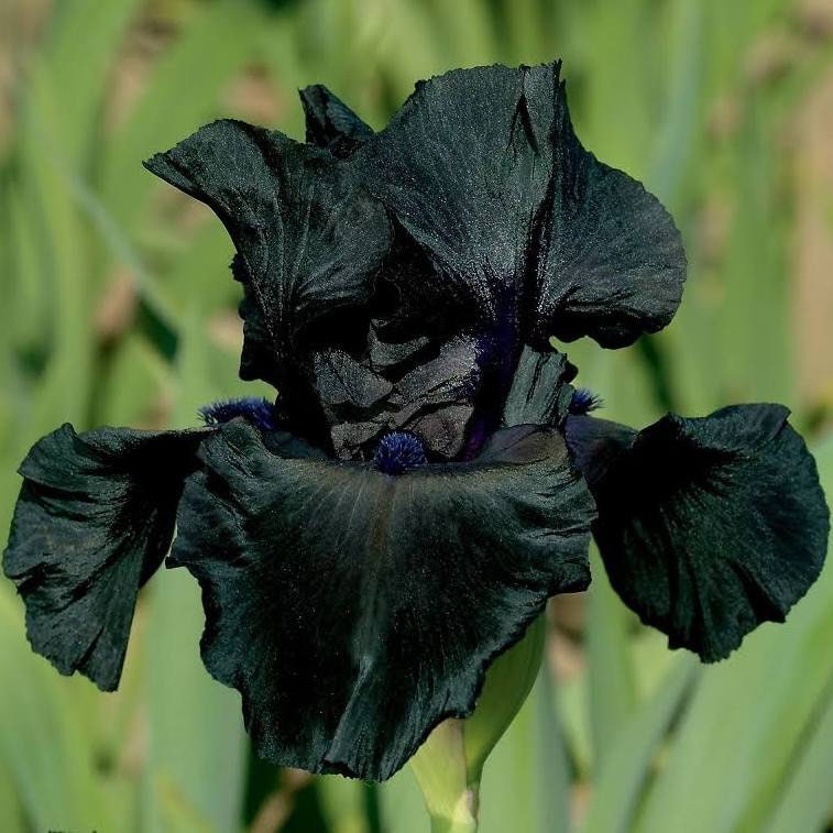SIBERIAN IRIS ROOTS (FALL-PLANTED) - BLACK FLOWERED
