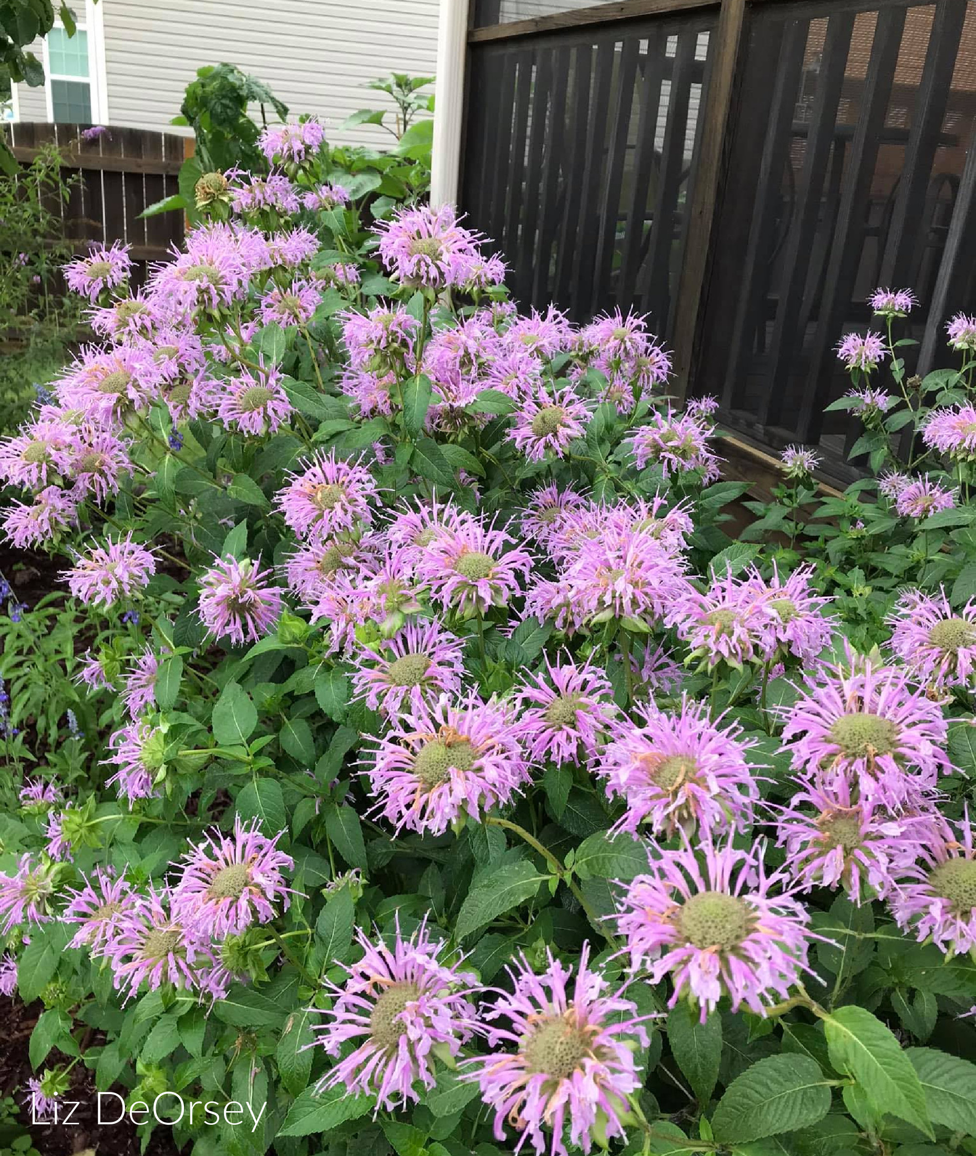 Mintleaf Bee Balm (Monarda Fistulosa)