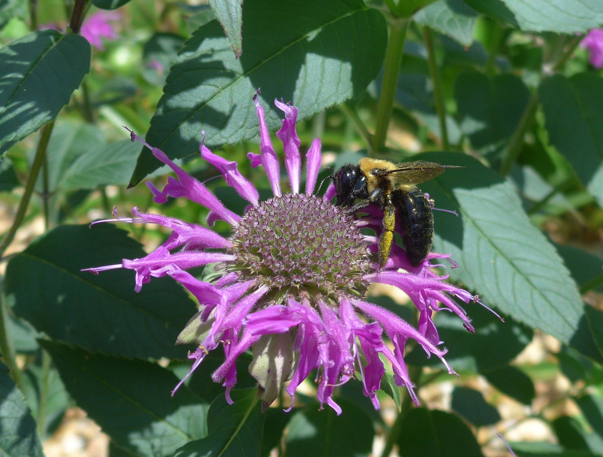 Mintleaf Bee Balm (Monarda Fistulosa)