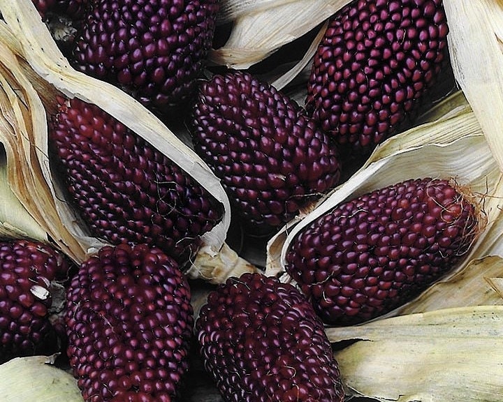 Egrow 50Pcs/Pack Jackfruit Strawberry Seeds Garden Plants Fruit Seeds