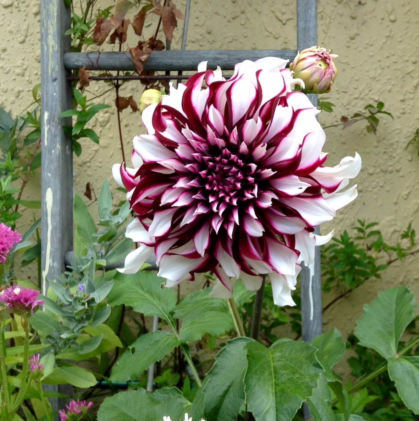 Giant Flame Dahlia
