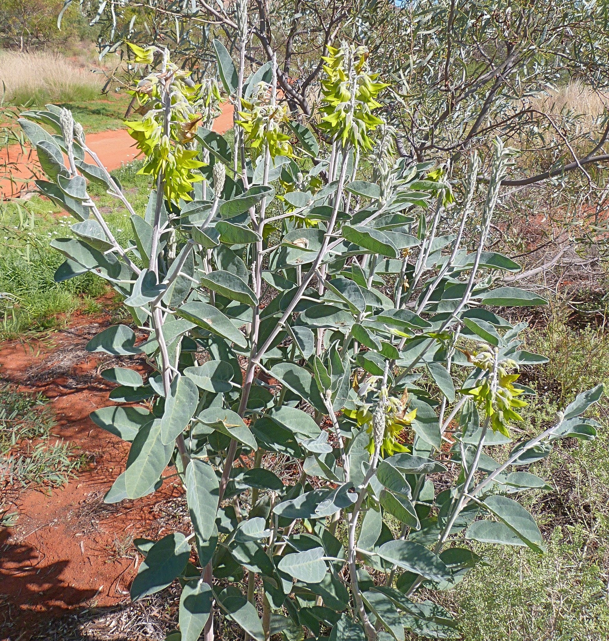 Green Birdflower - 5 Seeds