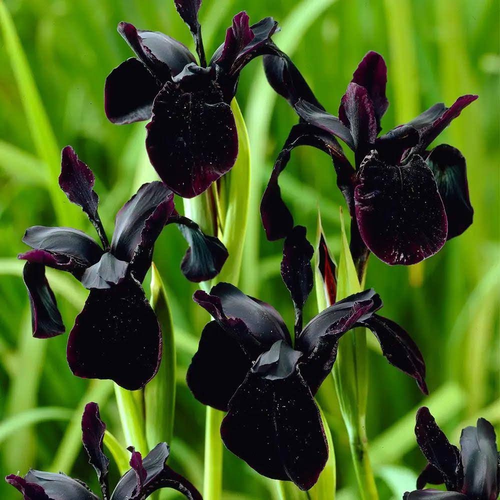 SIBERIAN IRIS ROOTS (FALL-PLANTED) - BLACK FLOWERED