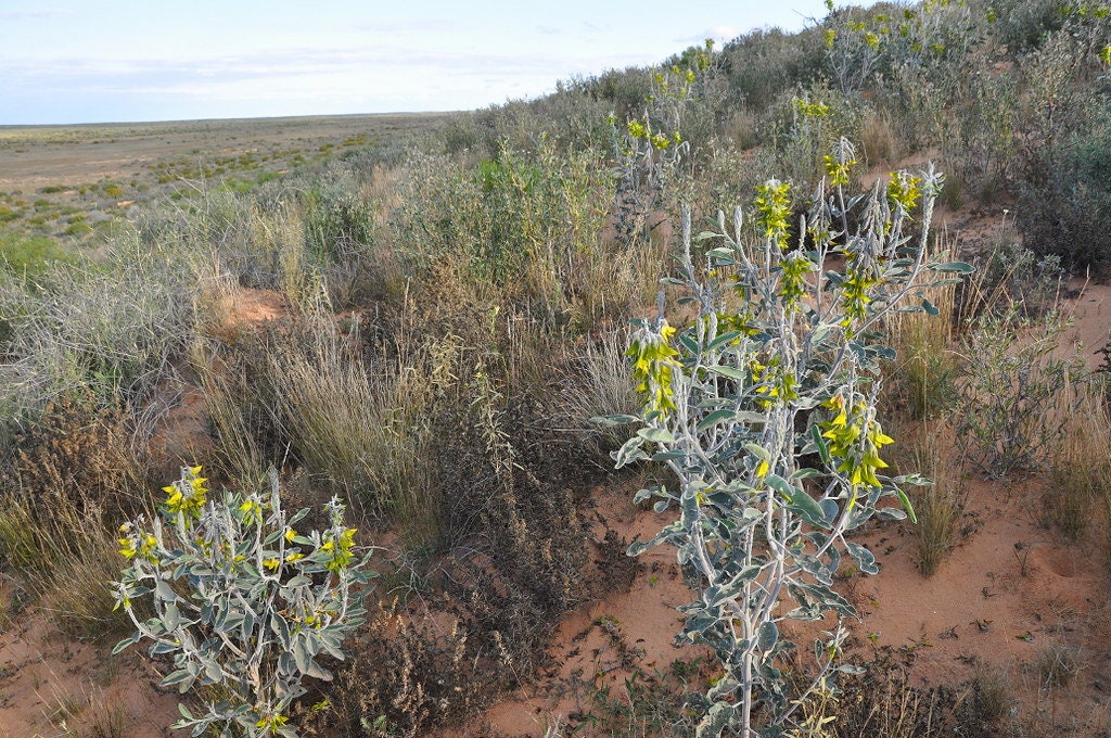 Green Birdflower - 5 Seeds
